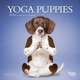 We're Out! Yoga Puppies. Available YOGA DOGS