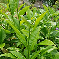 tea plant.jpg