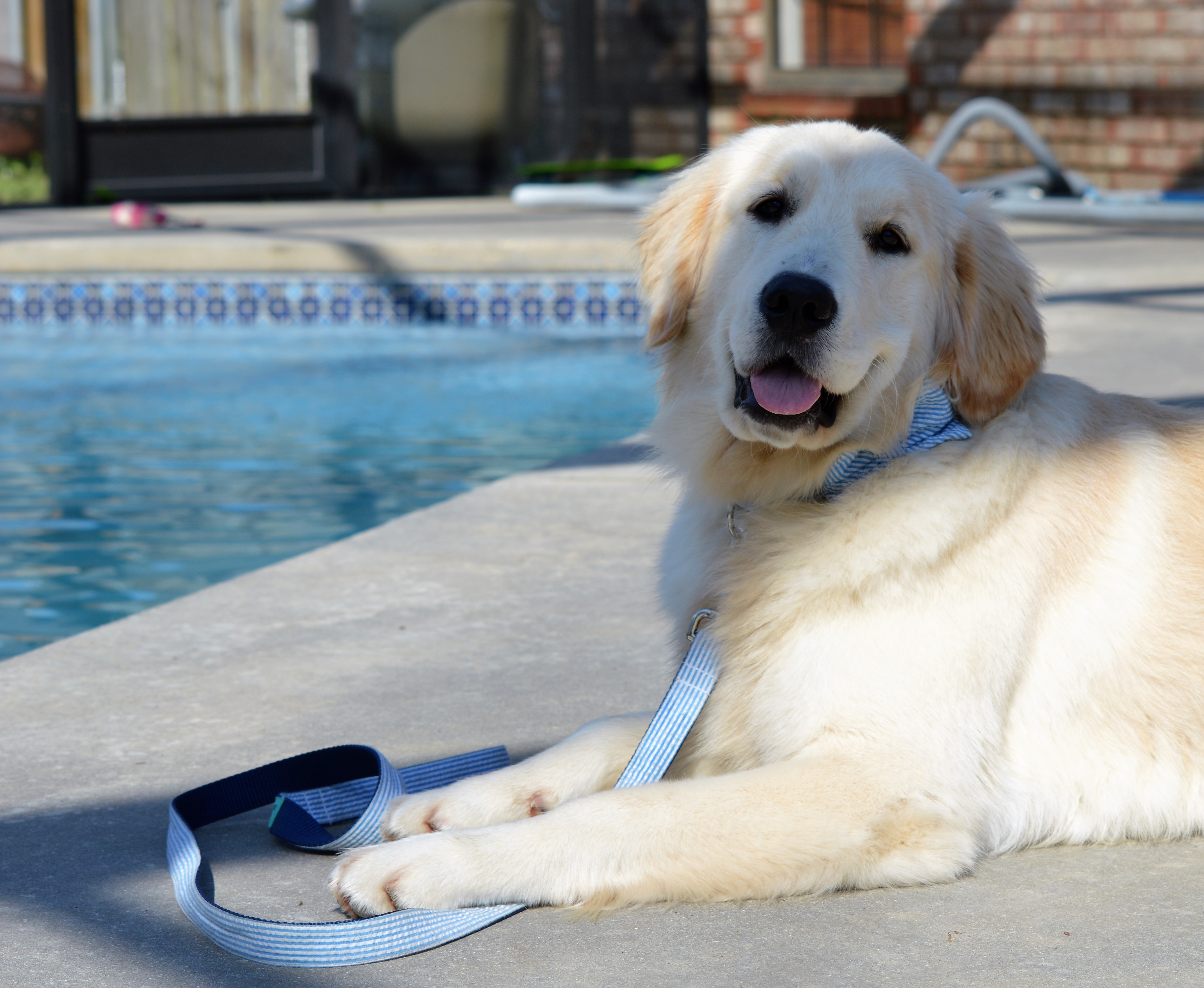AKC Golden Retriever Puppies for Sale: Louisiana: Reaux ...