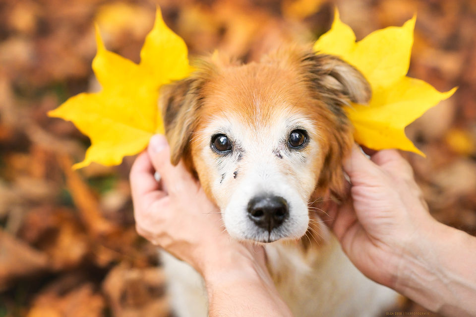 Hundefotografie Stuttgart