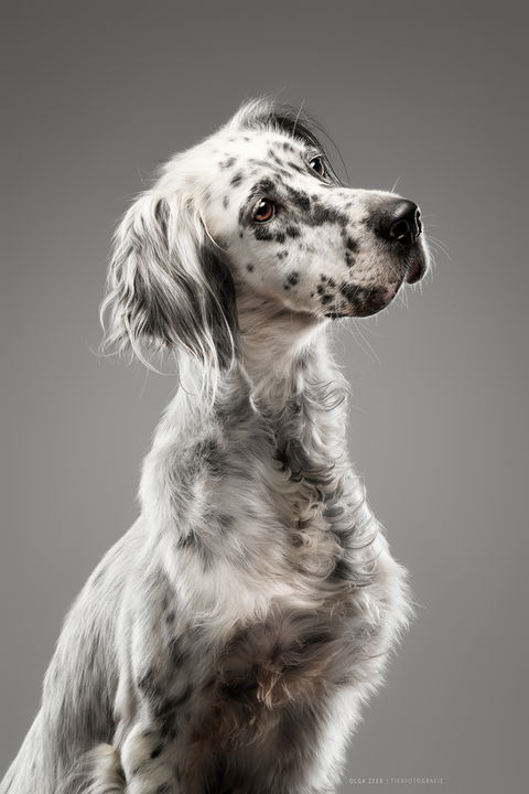 Tierfotografie Stuttgart
Olga Zeeb