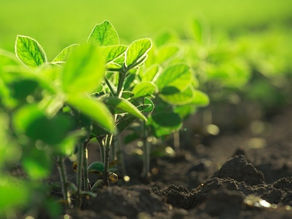 Food On Your Plate Might Should Have Cost More
