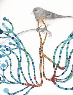 Junco