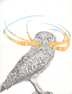 Burrowing Owl