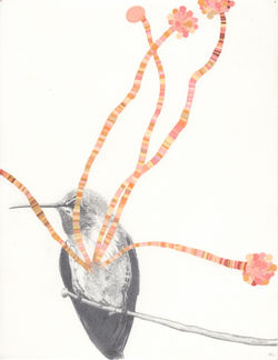 Ruby Throated Hummingbird