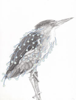 Bittern