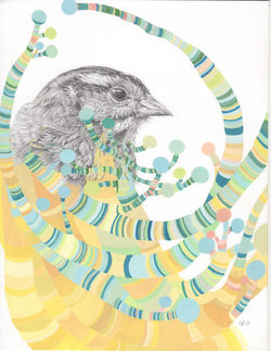 white throated sparrow