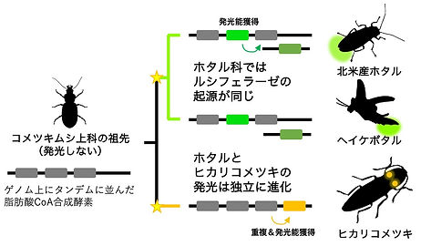 ホタルゲノム.jpeg
