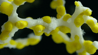 Corallizoanthus_aureus_2Mb.gif