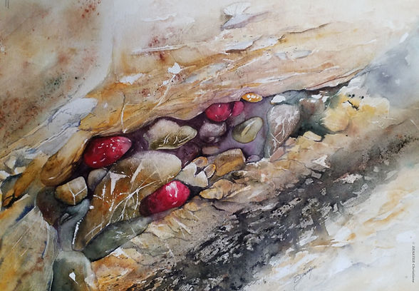 5.7(50.70)Anémones de mer en Corse WIX.jpg