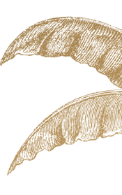 Banana plant 1111_edited.png