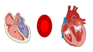 Weightlifter Cardiac Adaptation 101