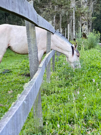 CAVALOS E MONTANHAS