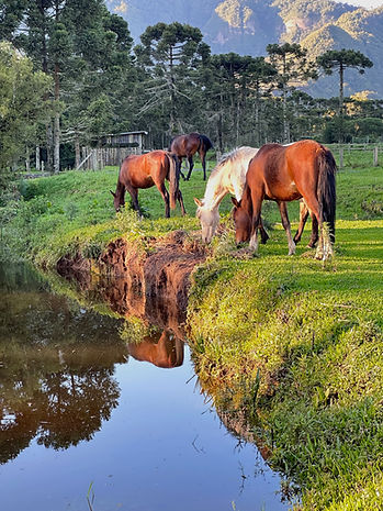 CAVALOS E MONTANHAS