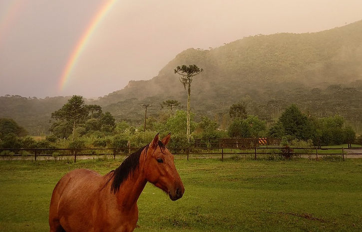 CAVALOS E MONTANHAS