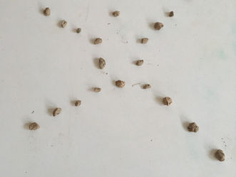 prochaines dates des ateliers méditation PLM 2019