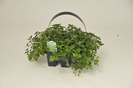 6-pack-oregano-2.jpg