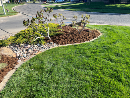 Freshly cut green grass and landscaping