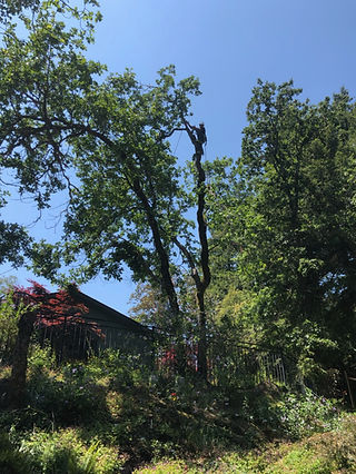 JT & Sons Tree Service