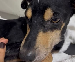 Acupuntura é utilizada para aliviar dores e tratar sequelas de animais de estimação em Roraima