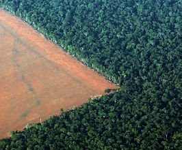 Queimadas e desmatamento na Amazônia: desastre ambiental ou política de governo?