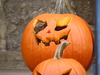 家族で経験したモントリオールと外から見た日本