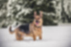 Pet Photography in Lincoln Nebraska | Brody, German Shepherd