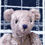 サムネイル： 魔法のテディベア【ARNEST】- Original Teddy Bear-限定１点