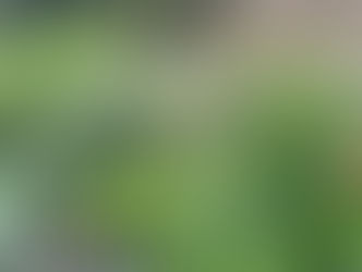 Plants in a garden border flowering in April with Geum and Pittosporum