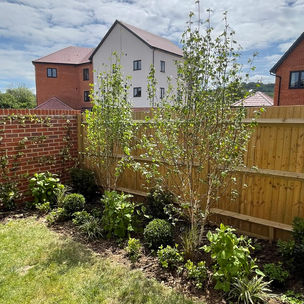 Silver birch trees with underplanting in a north facing garden bed.