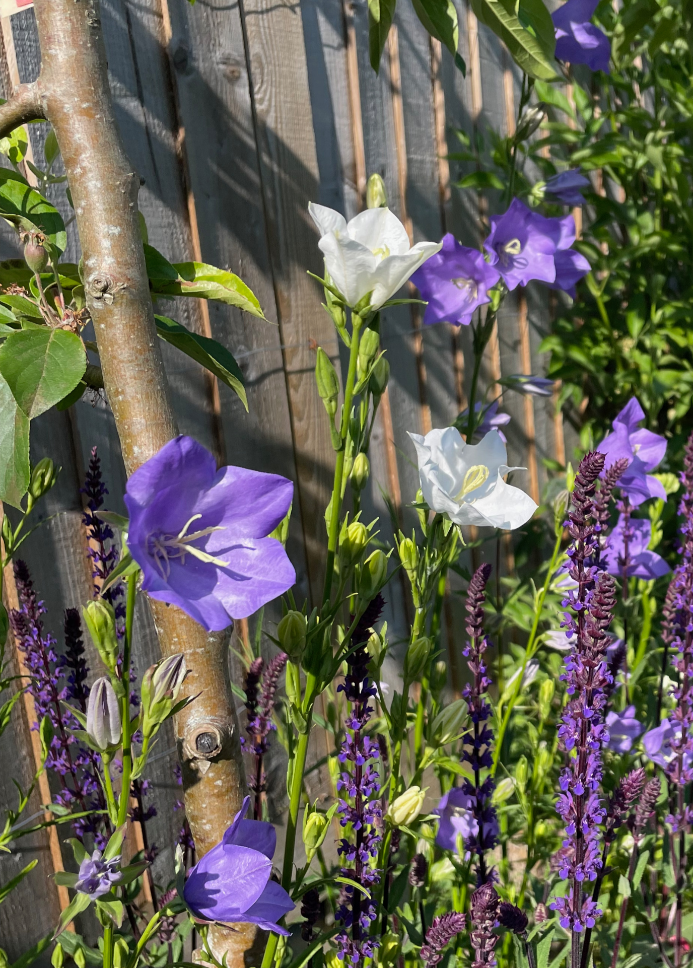 Campanula persicifolia flower seeds (bellflower)