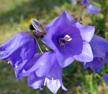 purple campanula flowers