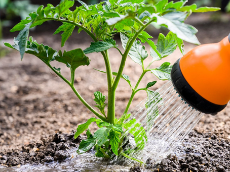 Tips for keeping your garden hydrated in hot weather, UK