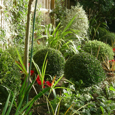 Buxus balls with red cyclamen
