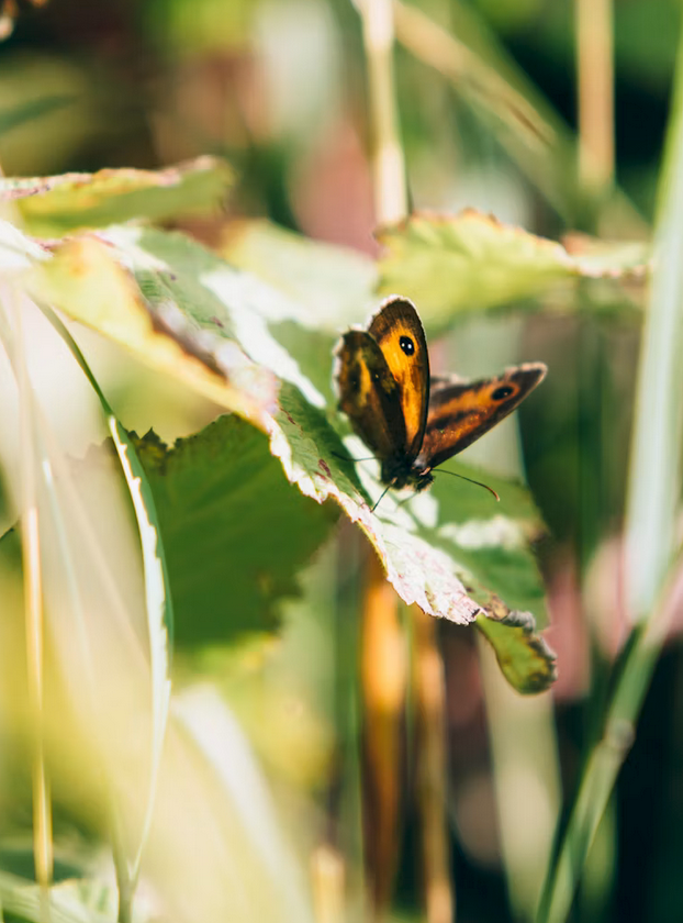 a butterfly on a leaf - biodiversity in the garden