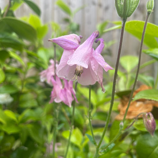 pale pink Aquilegia flower in a garden 