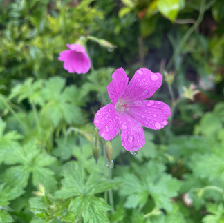 pink flowered perennial Geranium 