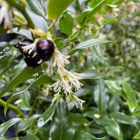 Sarcococca scented winter flowers