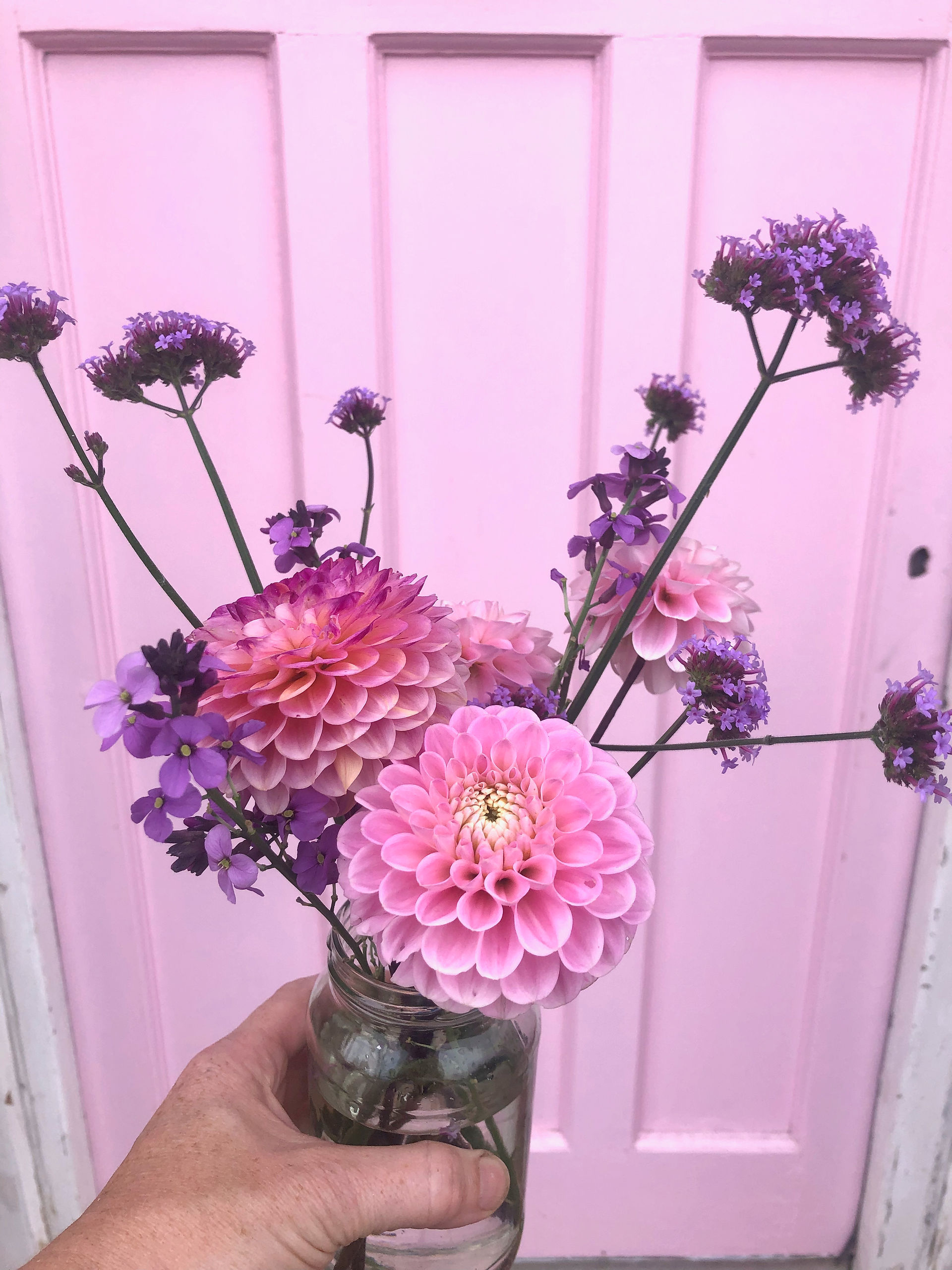 A bunch of pink dahlias purple verbena bonariensis and purple Erysimum agains a pink front door