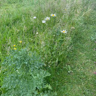 path mown in long grass