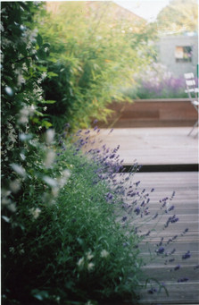 Decked path to garden flanked by lavender and evergreen jasmine