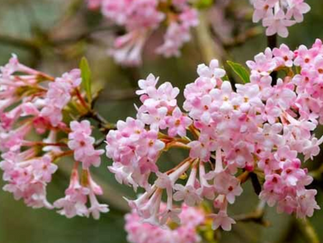 Plants for the senses - ideas for a scented winter garden 