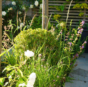 Buxus sempervirens balls with roses and herbs in a sunny garden border 