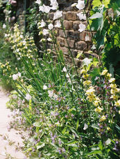 cottage garden planting