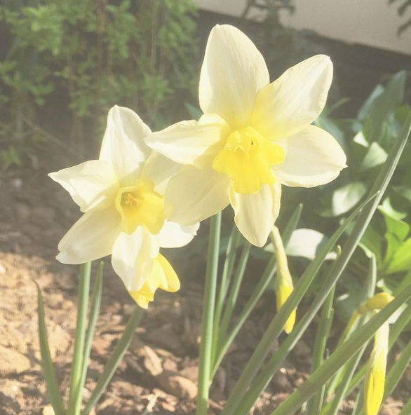yellow thalia daffodil