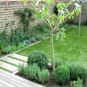 Planting in a garden with fig tree and box balls