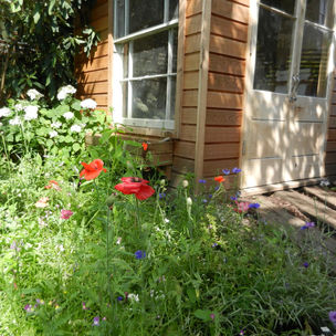 wild flowers and art studio