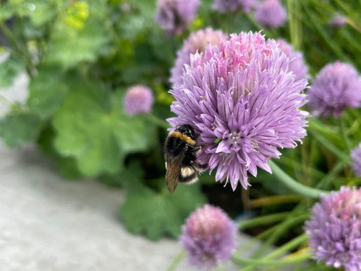 The June gap - fill gaps in the garden borders