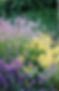 Lavender & Alchemilla