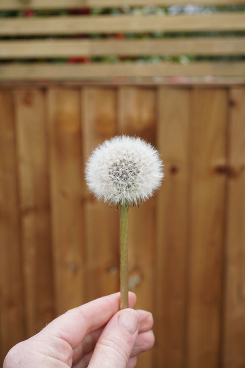 A dandelion seedhead against a brown fence